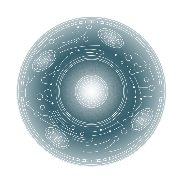 Representación visual de una célula